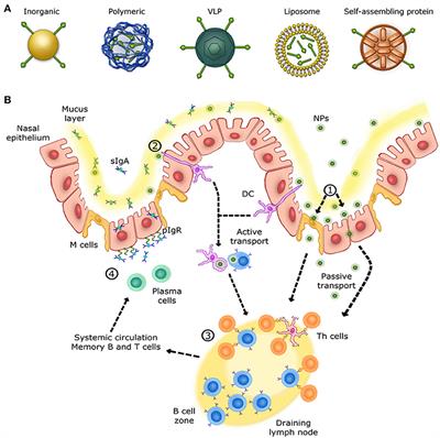 Frontiers | Nanoparticle-Based Vaccines Against Respiratory Viruses